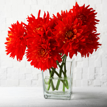 bouquet dahlia rouge